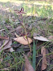 Lyperanthus suaveolens