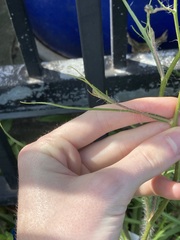 Hypochaeris albiflora