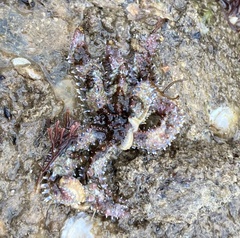 Coscinasterias muricata