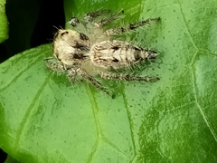 Hyllus