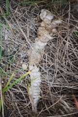 Coluber constrictor priapus