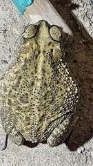 Incilius mazatlanensis
