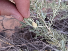 Asphondylia atriplicis