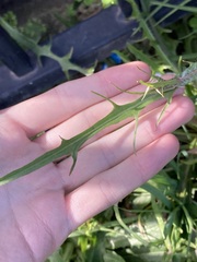 Hypochaeris albiflora
