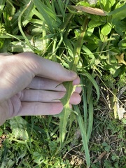 Hypochaeris albiflora