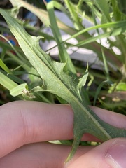 Hypochaeris albiflora