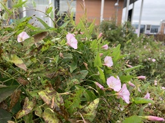 Convolvulus arvensis