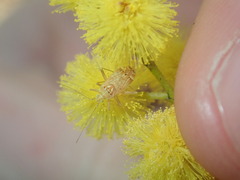 Mirinae