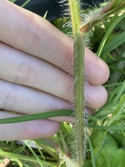 Hypochaeris albiflora