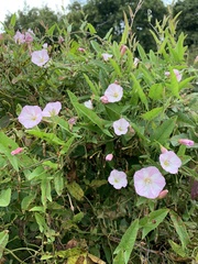 Convolvulus arvensis