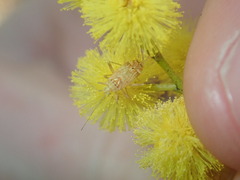 Mirinae