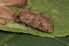 Agrotis bigramma