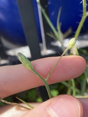 Hypochaeris albiflora