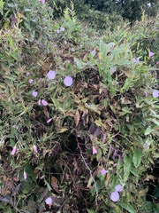 Convolvulus arvensis