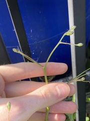 Hypochaeris albiflora