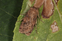 Agrotis bigramma