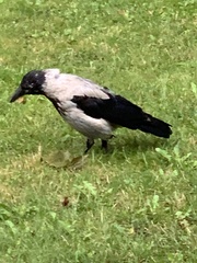 Corvus cornix