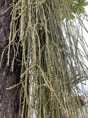 Rhipsalis floccosa