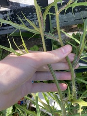 Hypochaeris albiflora