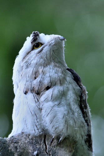 Northern Potoo