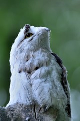Northern Potoo photo 4