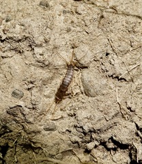 Lepismatidae