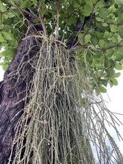 Rhipsalis floccosa
