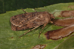 Agrotis bigramma