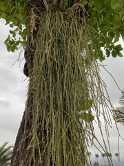 Rhipsalis floccosa