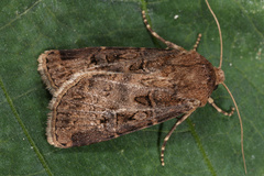 Agrotis bigramma