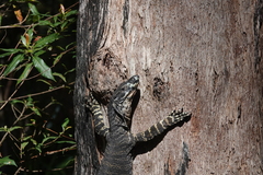 Varanus varius