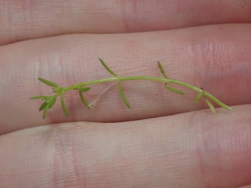 Crassula peduncularis