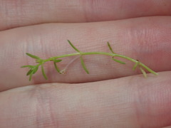 Crassula peduncularis