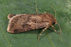 Agrotis bigramma