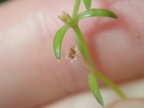 Crassula peduncularis