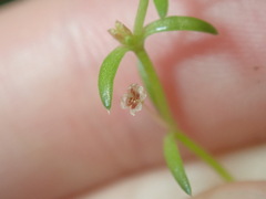 Crassula peduncularis