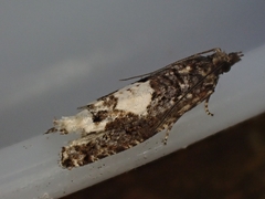 Epinotia trigonella