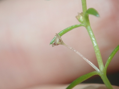 Crassula peduncularis