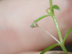 Crassula peduncularis