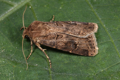 Agrotis bigramma