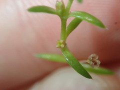 Crassula peduncularis