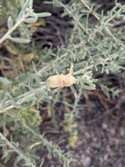 Asphondylia atriplicis