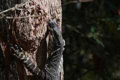 Varanus varius