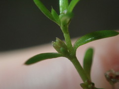 Crassula peduncularis