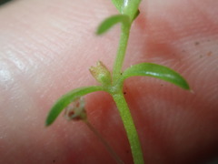 Crassula peduncularis