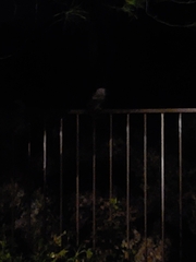 Megascops kennicottii