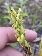 Platanthera aquilonis
