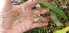 Dianella brevipedunculata
