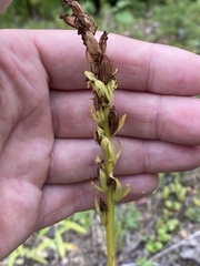 Platanthera aquilonis