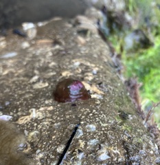 Actiniidae